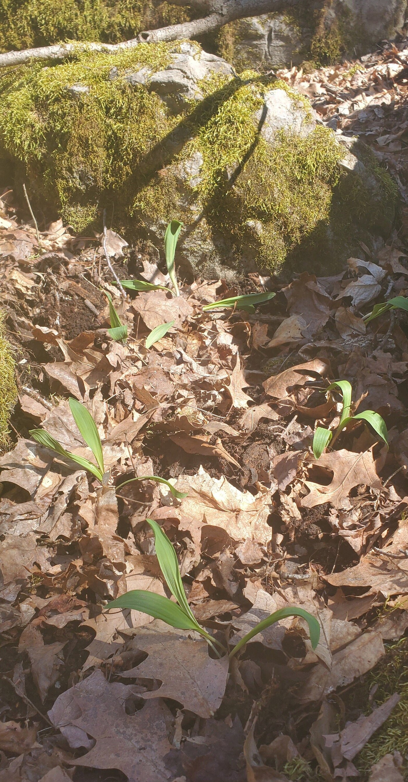 RAMP SEEDS Grow Your Ramp Patches Ethically and Sustainably Etsy