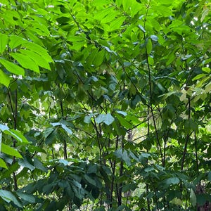 May include: A dense thicket of green leaves, likely from a pawpaw tree, with some leaves showing signs of turning yellow.