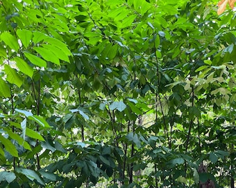 KSU-Atwood Pawpaw Dormant Treelings: Vigorous 3-Year Root Growth