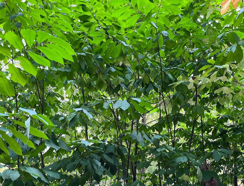 KSU-Atwood Pawpaw Treelings