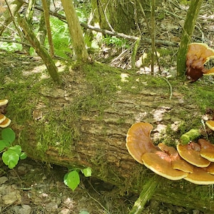 May include: A close-up of a cluster of brown and orange mushrooms growing on a fallen log covered in moss. The mushrooms are in various shapes and sizes, with some overlapping.
