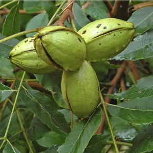 May include: Close-up of green pecans still on the tree branch. The pecans are in their husks, with some showing the split where the nut will be. The leaves are a deep green, and the background is blurred.