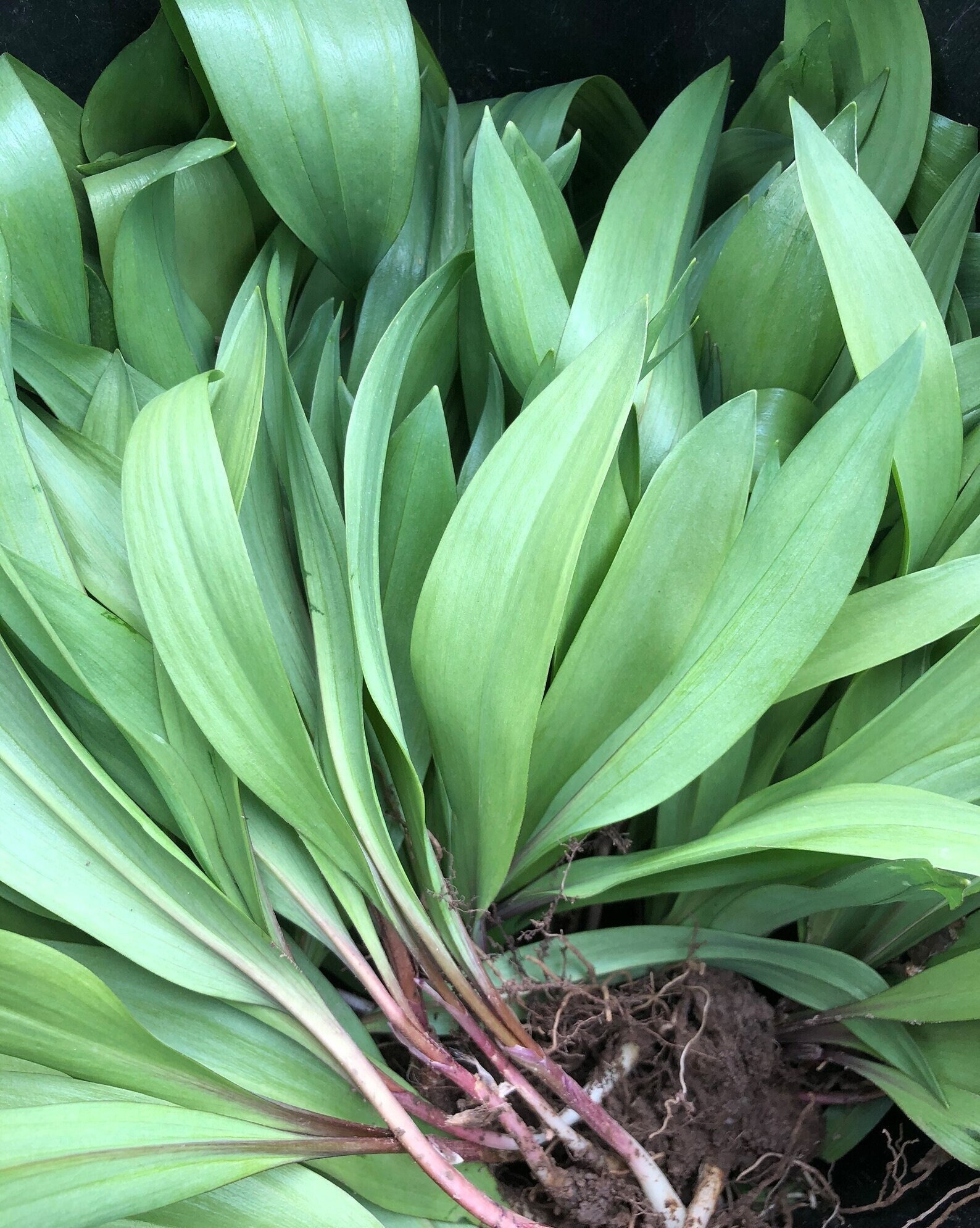 RAMP SEEDS Grow Your Ramp Patches Ethically and Sustainably Etsy