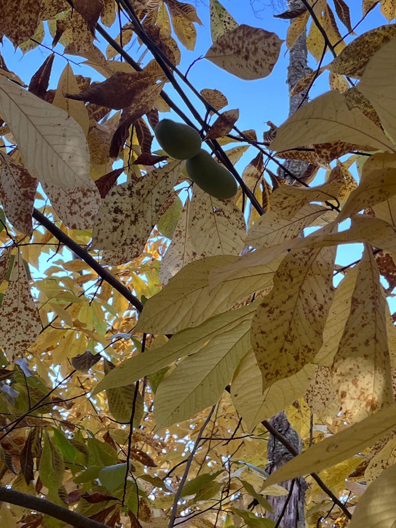 KSU-Atwood Pawpaw Treelings - Thumbnail 2