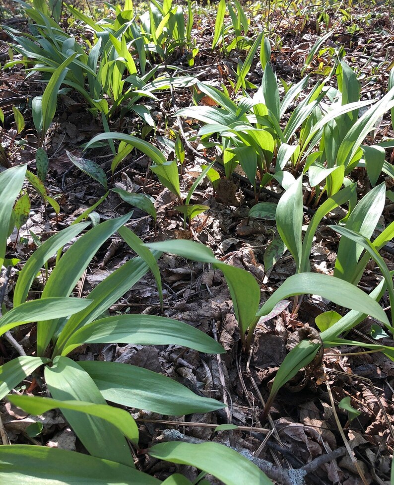 RAMP SEEDS Grow Your Ramp Patches Ethically and Sustainably Etsy
