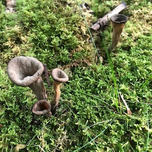 Black Trumpet Mushroom Dried Sustainably Wild harvested Whole or Powder Horn of Plenty Craterellus cornucopioides