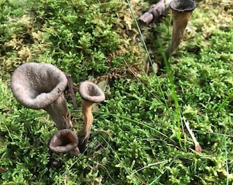 Dried Black Trumpet Mushrooms: Wild Harvested, Earthy Truffle Flavor