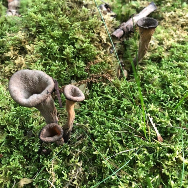 Black Trumpet Mushroom Dried Sustainably Wild harvested Whole or Powder Horn of Plenty Craterellus cornucopioides