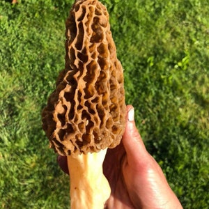 May include: A large, light brown morel mushroom with a honeycomb-like texture. The mushroom is held in a hand against a green grassy background.