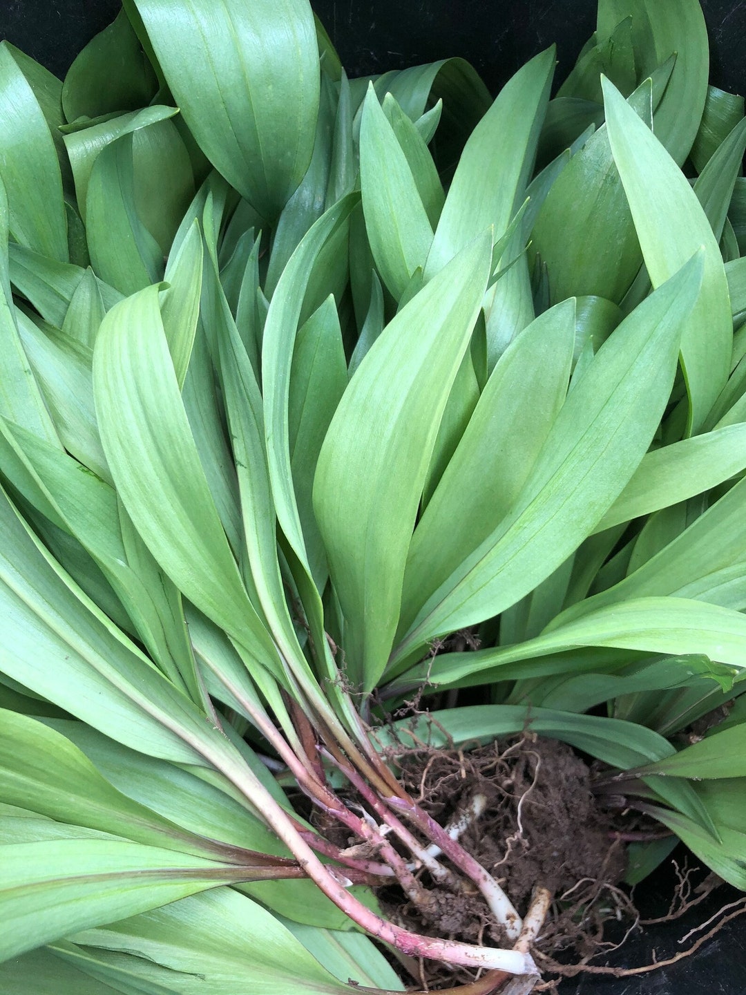 1lb Fresh Ramps BULBS ONLY option for Eating or Planting Variation Make