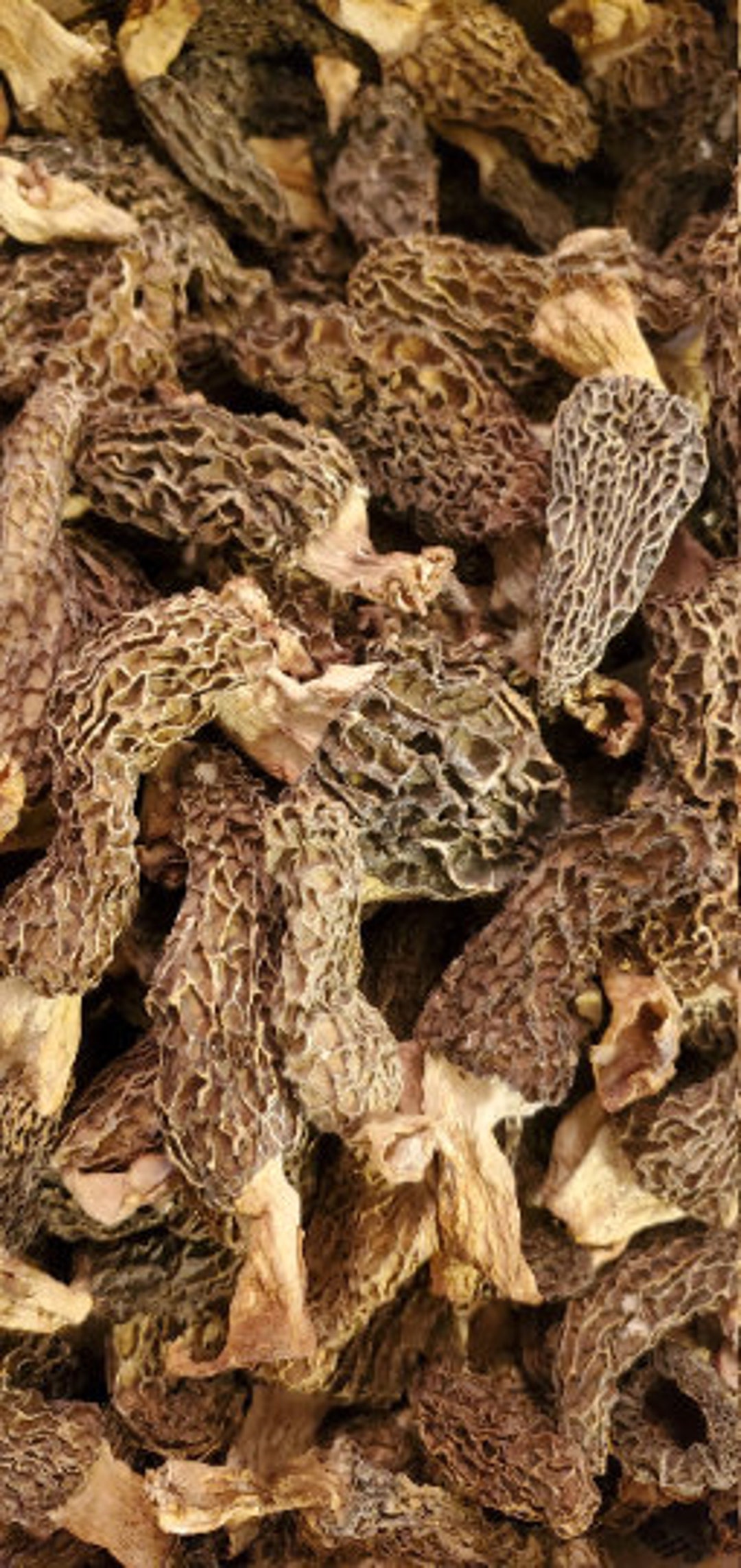 Sun Dried Wild Morel Mushrooms Beyond Organic Catskill Forest Harvested