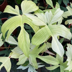 Philodendron Florida Ghost Plant