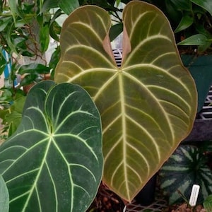 Anthurium Magnificum House Plant