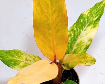 Philodendron Orange Marmalade House Plant