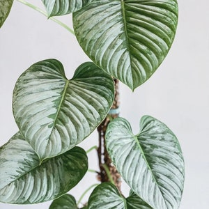 Philodendron Sodiroi Plant