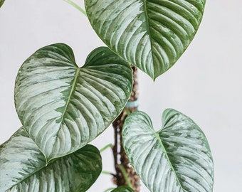 Philodendron Sodiroi Plant