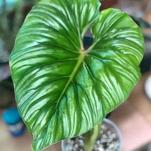 Philodendron Plowmanii Plant