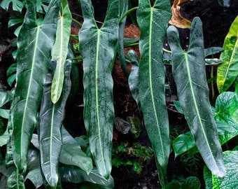 Philodendron Spiritus Sancti House Plant