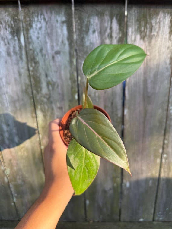 Philodendron Summer Glory Hybrid Plant