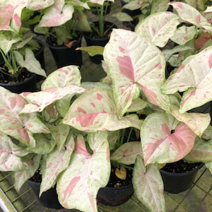 Syngonium Milk Confetti Plant