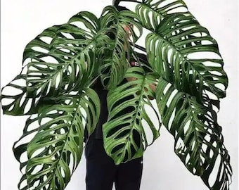 Monstera Esqueleto House Plant