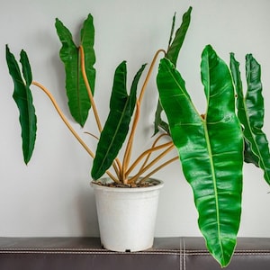 Philodendron Billietiae