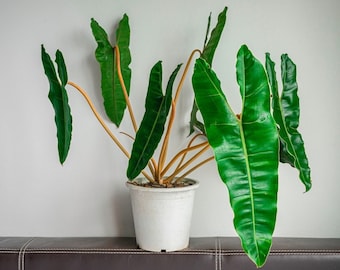 Philodendron Billietiae