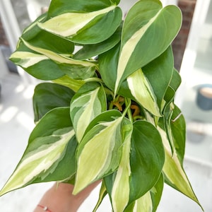 Philodendron Silver Stripe House Plant - multiple plants in pot