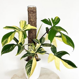 Philodendron Florida Beauty House Plant