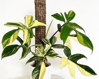 Philodendron Florida Beauty House Plant