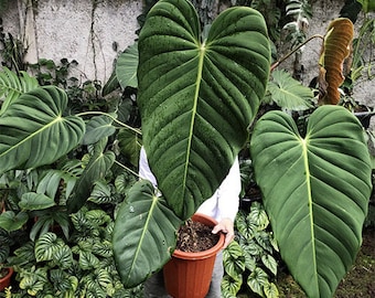 Philodendron Summer Glory Hybrid Plant