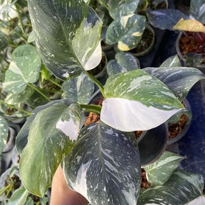 Philodendron White Wizard Punctata Plant