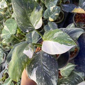 Philodendron White Wizard Plant