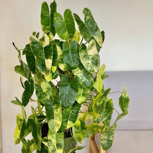 Philodendron Variegated Burle Marx Plant