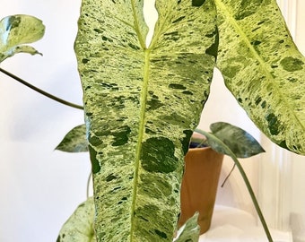 Philodendron Paraiso Verde House Plant