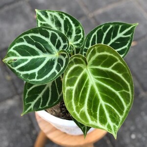 Anthurium Dorayaki House Plant