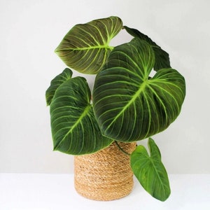 Philodendron El Choco Red Plant