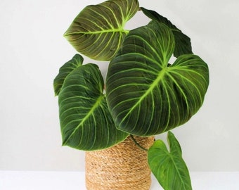 Philodendron El Choco Red Plant