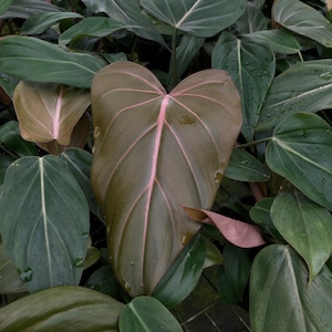 Philodendron Summer Glory Hybrid Plant