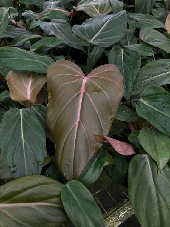 Philodendron Summer Glory Hybrid Plant