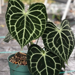 Anthurium Clarinervium Hybrid House Plant
