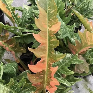 Philodendron Ring of Fire Plant