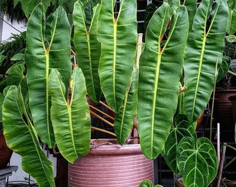 Large Philodendron Billietiae House Plant