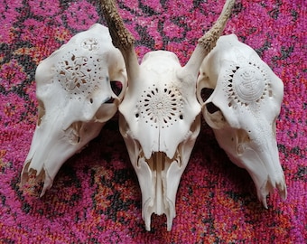 Skull - carved - bones - wall art - decor - ornament - antlers - deer - ram - cow