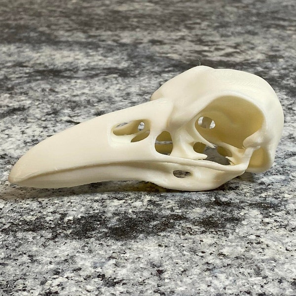 3d Printed Raven Skull, Realistic Skull for Witches, Spooky, Creepy, Halloween, Curiosity Decor, Gifts under 10 dollars, Gifts for anyone