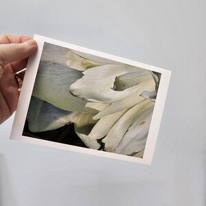 Cartes florales, cartes pivoine, cartes photo fleurs, carte de correspondance vierge fleurs cottage, pivoines blanches, pivoine n° 4