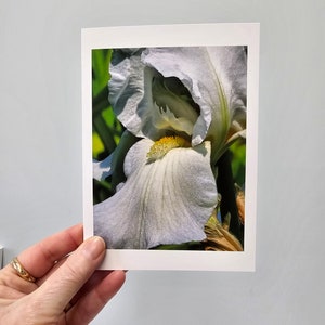 Cartes florales, cartes pour lettres iris barbu blanc, carte photo fleur, cartes pour lettres blanches fleurs de cottage
