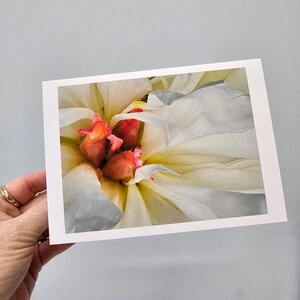 Cartes florales, cartes pivoine, cartes photo fleurs, carte de correspondance vierge fleurs cottage, pivoines blanches, pivoine n° 6