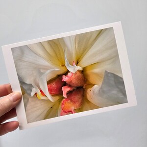 Cartes florales, cartes pivoine, cartes photo fleurs, carte blanche fleurs cottage, pivoines blanches, pivoine n° 8