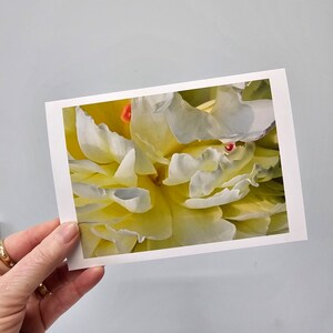 Cartes florales, Cartes de correspondance Pivoine, Cartes photo avec fleurs, Cartes de correspondance vierges Fleurs de cottage, Pivoines blanches